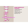 MONOCOLLANT DX CORTO MEDIVEN PLUS PRIMA CLASSE DI COMPRESSIONE NERO