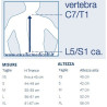 TUTORE PER OSTEOPOROSI SPINOMED IV